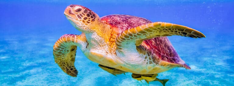 Best Things to See in Marsa Alam