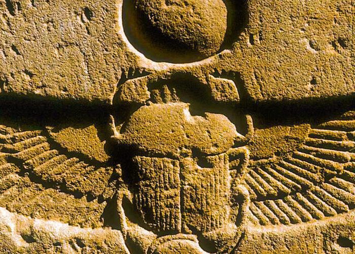 Egyptian Scarab Beetle